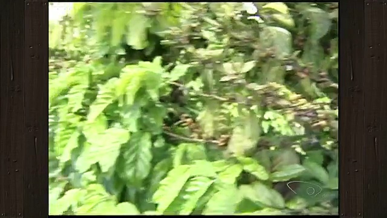 Período de chuvas e altas temperaturas possibilitam proliferação de pragas no café, no ES