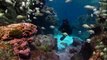 Pristine Seas Efforts Inspire Protection of Untouched Reefs