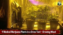 4 Medical Marijuana Plants in a Grow Tent   Growing Weed