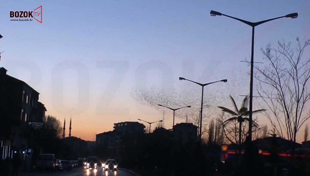 YOZGAT'TA SIRCIKLAR ÇATILARI MESKEN TUTTU