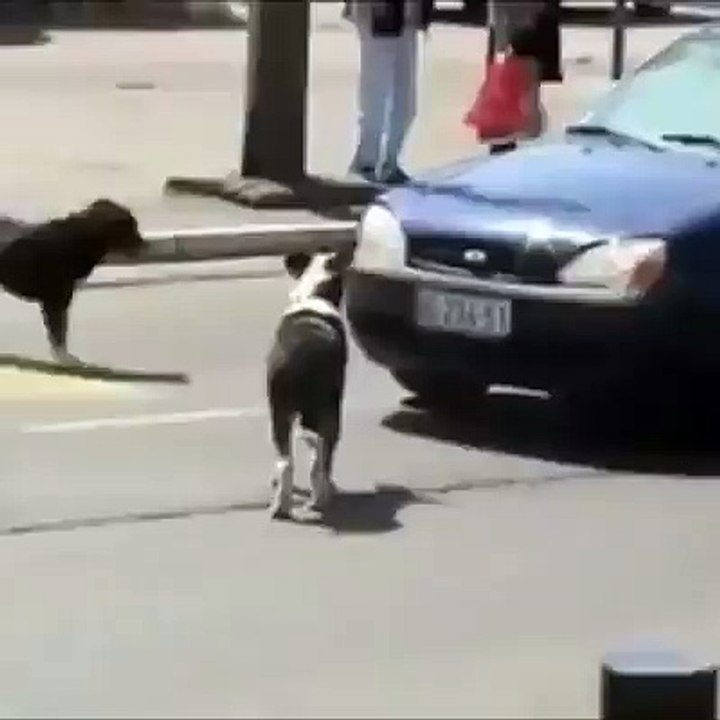 ha ha ha