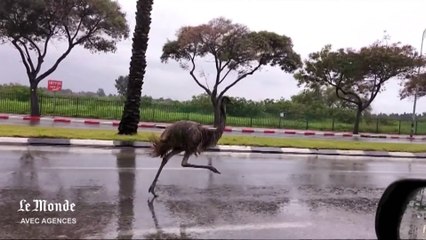 Un émeu en fuite se promène sur l'autoroute