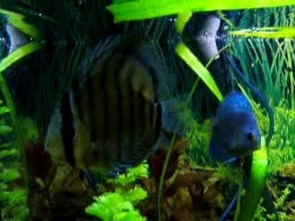mes discus