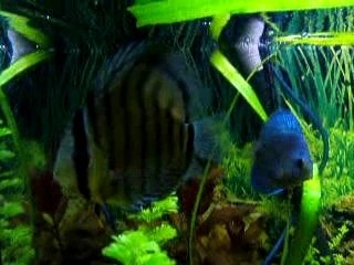 mes discus