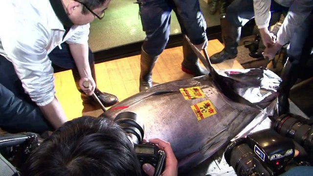 سمكة تونا حمراء تباع بسعر 37 الف دولار في مزاد السمك في طوكيو