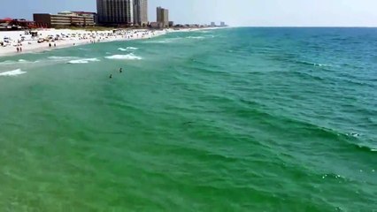 Hammerhead shark at Pensacola Beach