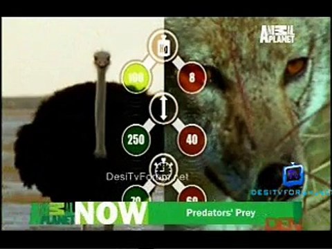 Predator's Prey 5th January 2015 Video Watch Online pt2