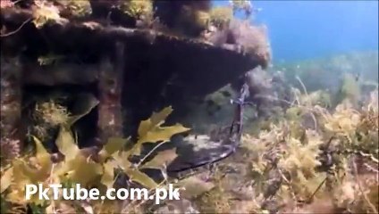 Had You Ever Seend Flying Fish Before??