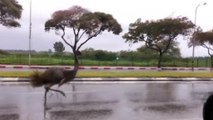 Runaway emu sprints across highway