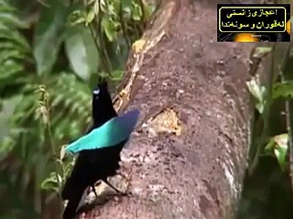 سبحان الله و بحمده سبحان الله العظيم