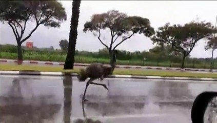 En Israël, un émeu en cavale se mêle aux automobilistes