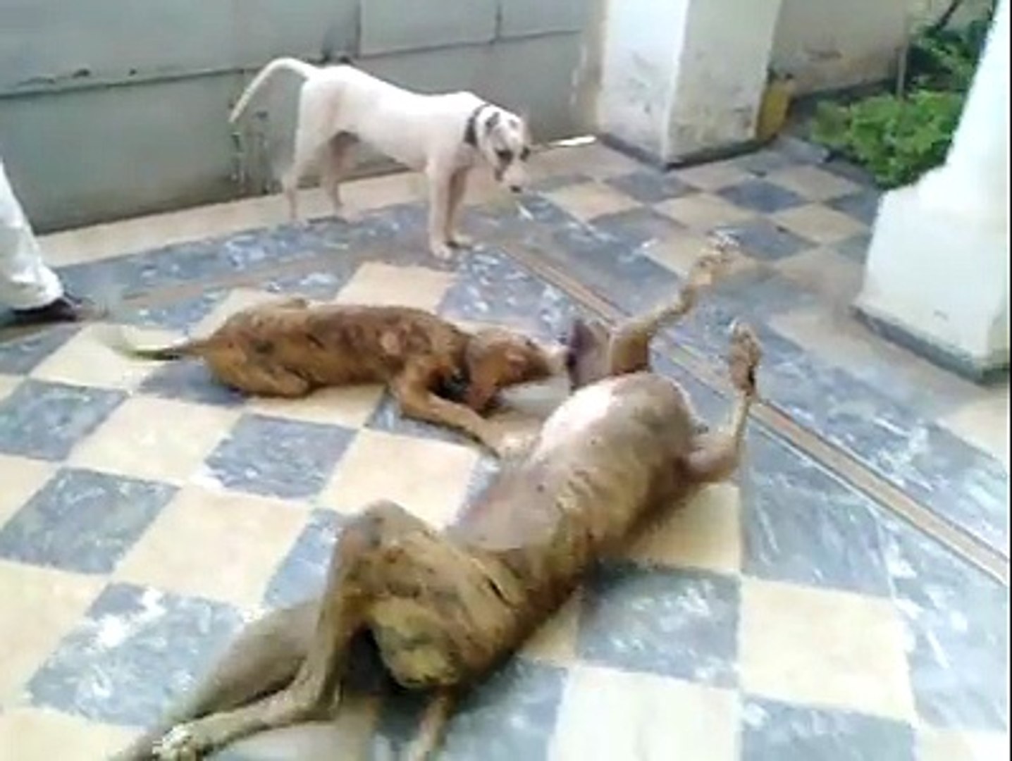 ⁣dog fights tigerra dog pothar