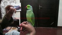 Hand Tame Talkative Green Indian Ring Necked Parakeets of Syed Ovais Bilgrami