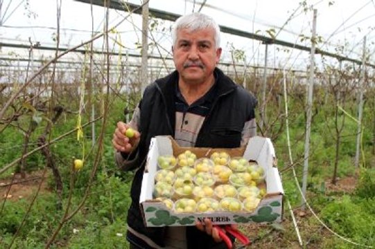 Erkenci Erik, Kilosu 100 Liradan İstanbul'a Satıldı