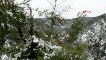 Turgutlu Soğuk Hava Ağaçları Vurdu