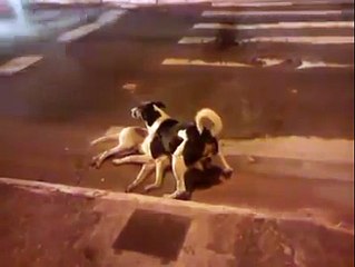 Un chien tente de protéger son compagnon sans vie