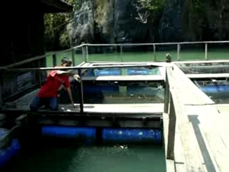 Fish Farm