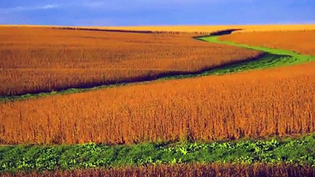 Plants Communicate with each other Using Underground Fungi -