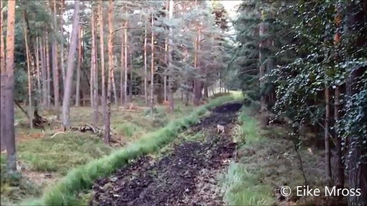 Zufallsbegegnung, Wölfe in Deutschland