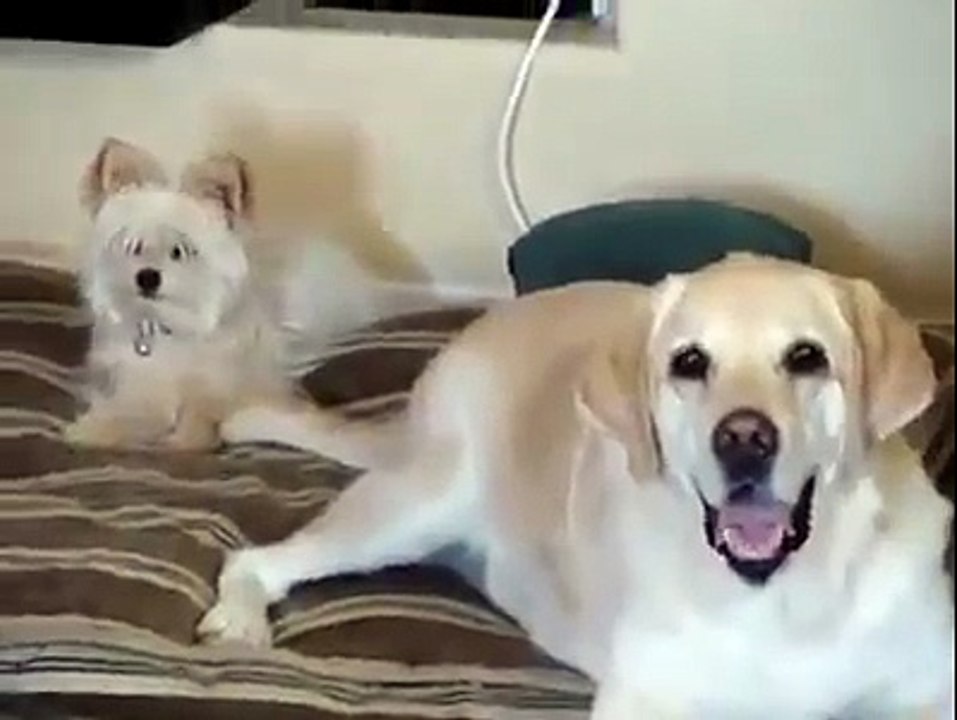 Big dog hits small dog in face with wagging tail