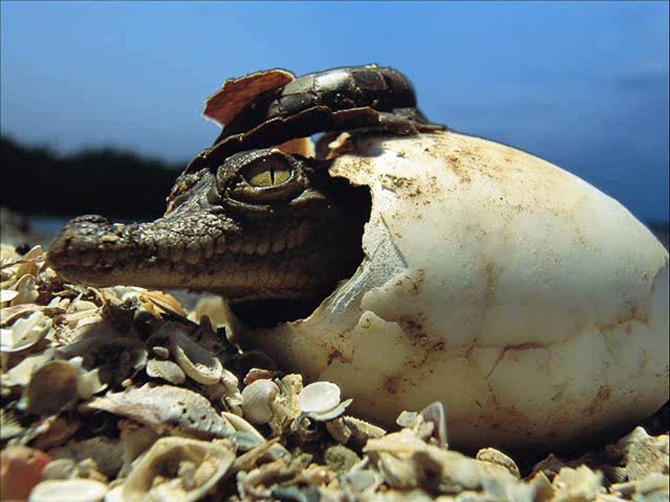 Ah les crocodiles