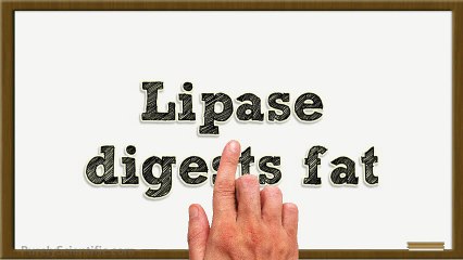 What Are Plant Enzymes?