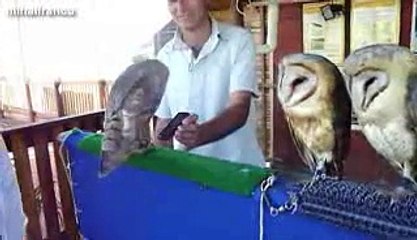 l'humour avec les  animeaux