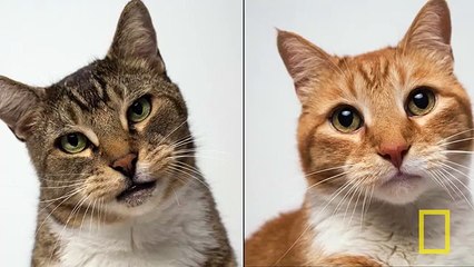 National Geographic Live! - Vincent J. Musi Where the Wild Things Live