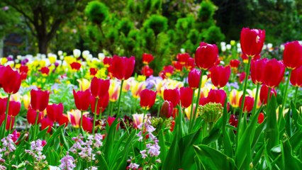 Spring 4K Ultra HD Release