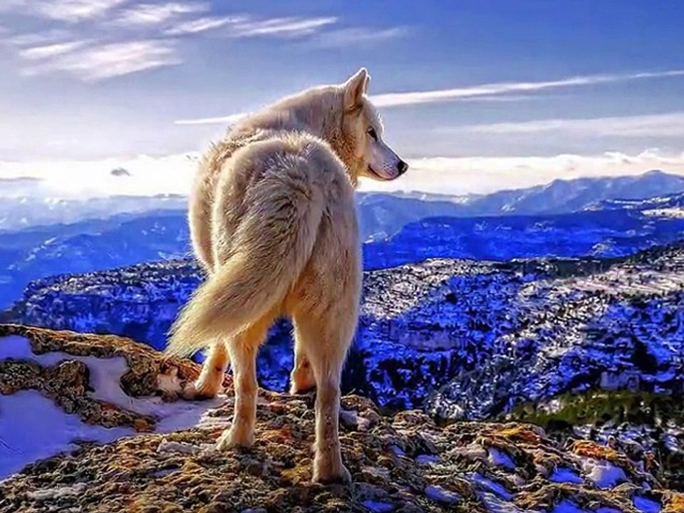 Wolf
