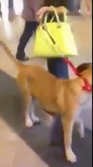 Sahibiyle buluşan köpeğin inanılmaz sevgisi
