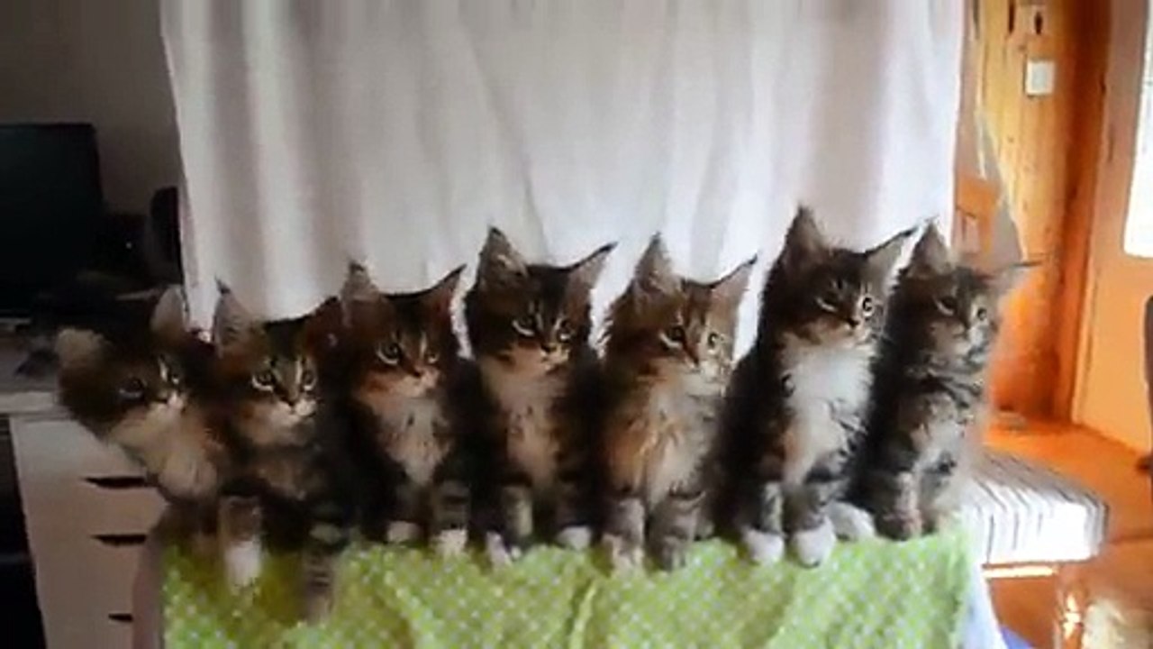 Tester les réflexes de 7 chatons