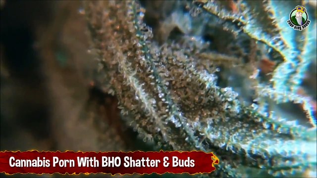 Cannabis Porn With Some BHO Shatter And Eating Weed_