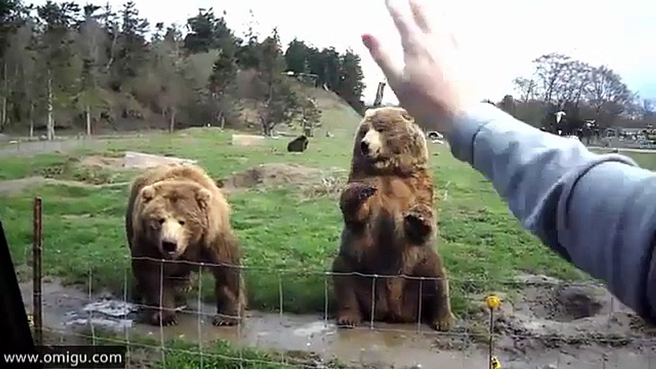 Waving Bears