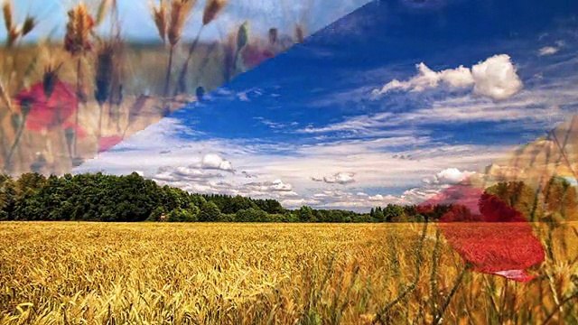 RUHİ SU-BURÇAK TARLASI