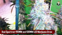 Dual Spectrum 450NM and 630NM LED Marijuana Grow - Purple Buds
