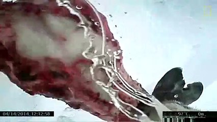 Polar Bear Eats Seal in First Ever POV Video