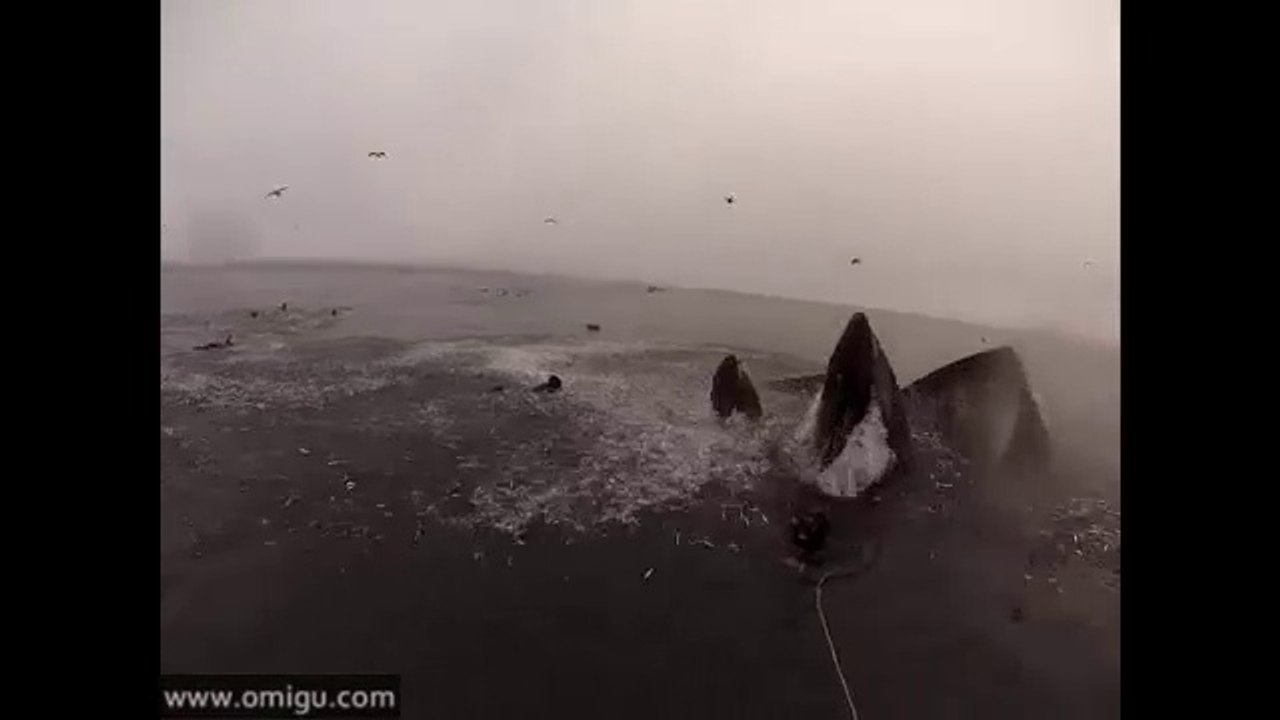 Whales almost eat Divers