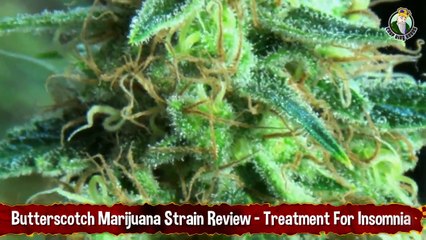 Butterscotch Marijuana Strain Review - Treatment For Insomnia