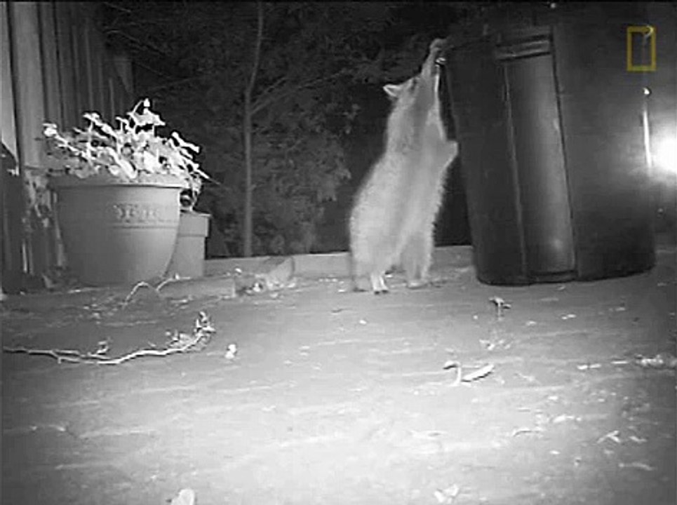Raccoons Get Trapped In Garbage Bin