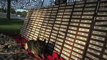 Remembering the Vietnam War's Combat Dogs