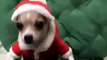 Chihuahua sur un tapis roulant en habille de père de Noel