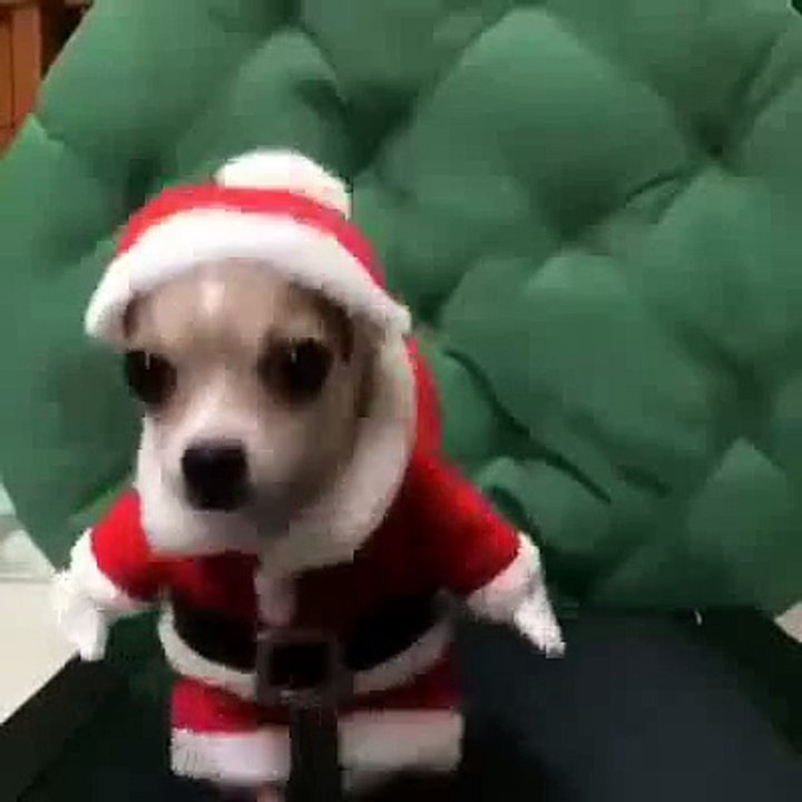 Chihuahua sur un tapis roulant en habille de père de Noel