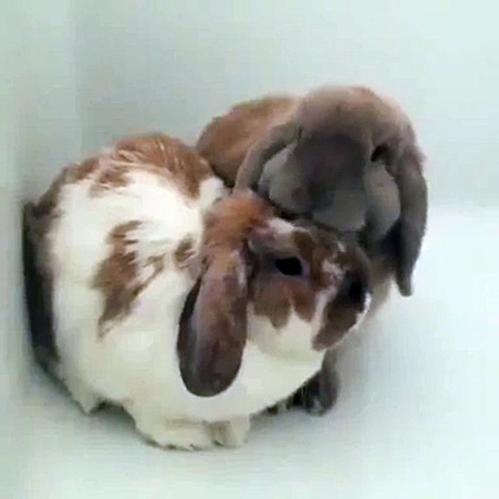 Un lapin bien mignon en train de nettoyer un autre lapin