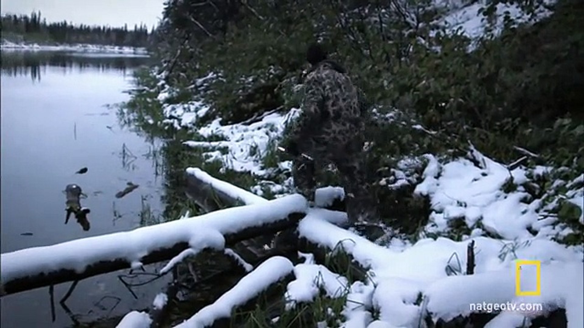 ⁣Sinking Beaver