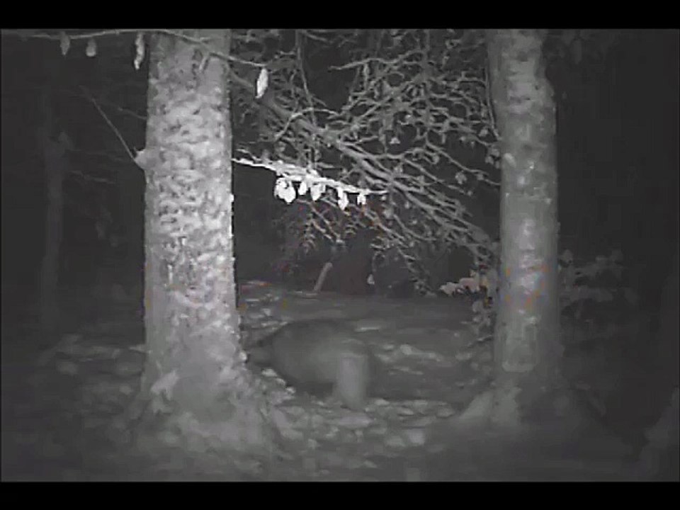 passagesd'un blaireau dans la neige