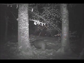 passagesd'un blaireau dans la neige