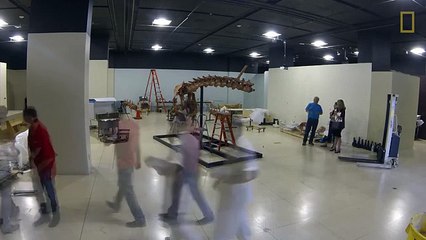 Spinosaurus Exhibit Time-Lapse