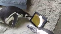 Penguins Adorably Play with iPads
