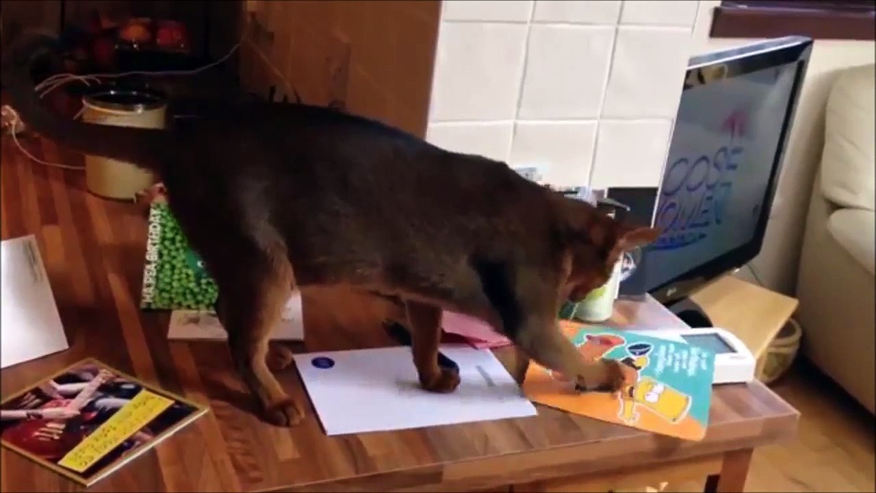FUNNIEST CATS EVER.